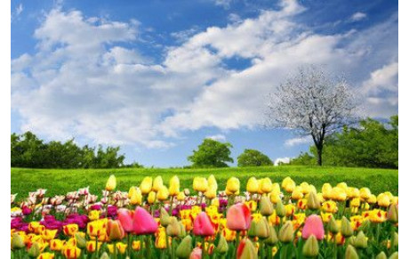 C'EST LE PRINTEMPS !